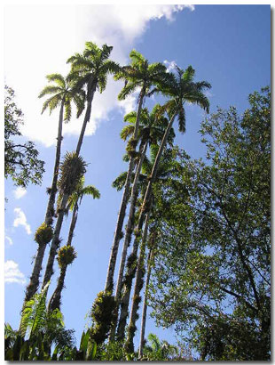 swamp palm